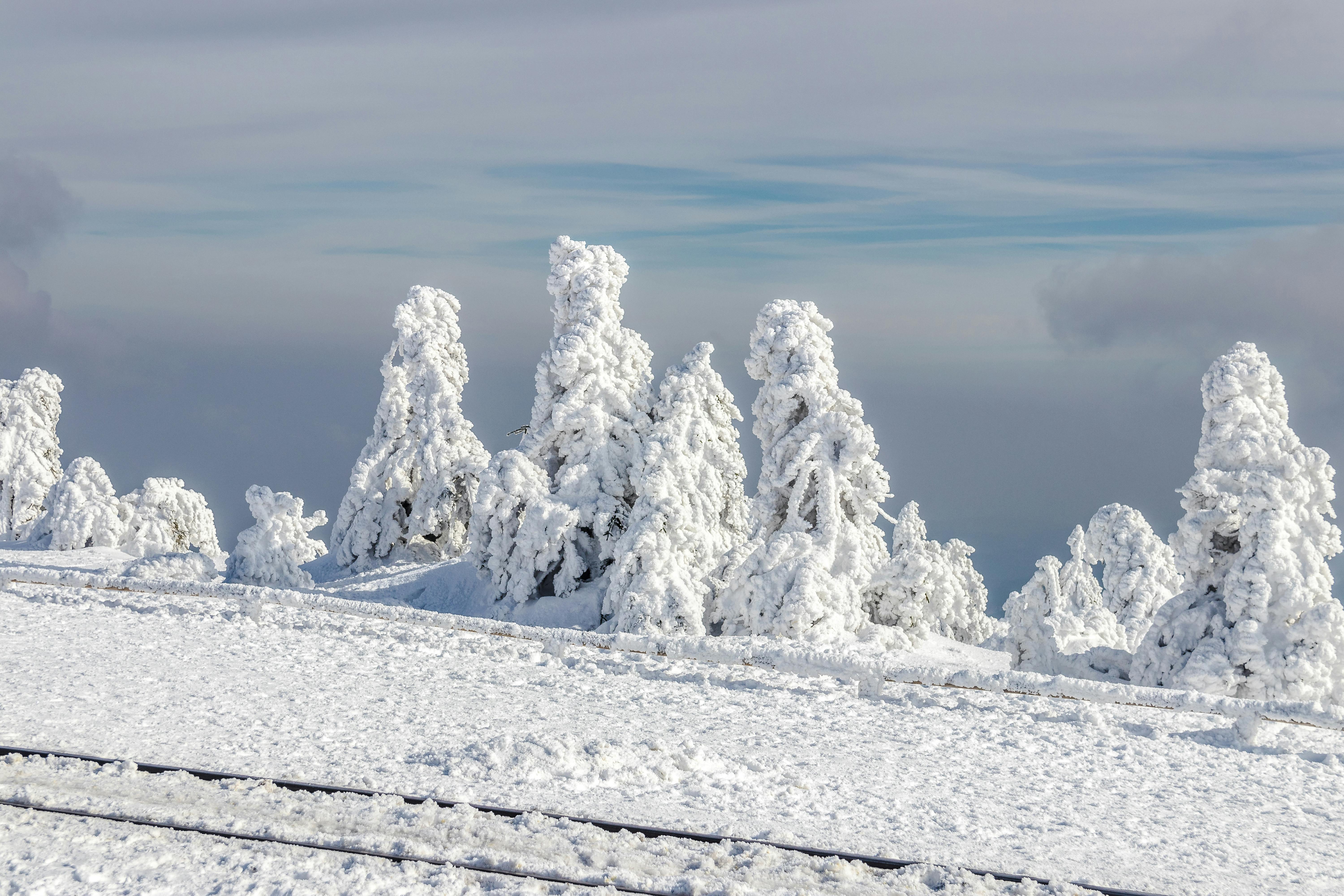 Kostenlos Majestätische, schneebedeckte Bäume erstrecken sich unter einem klaren blauen Winterhimmel und schaffen eine friedvolle Schneelandschaft. Stock-Foto