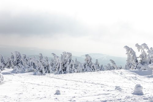 Free Expansive view of a snow-covered forest with frosted trees under a cloudy winter sky. Stock Photo