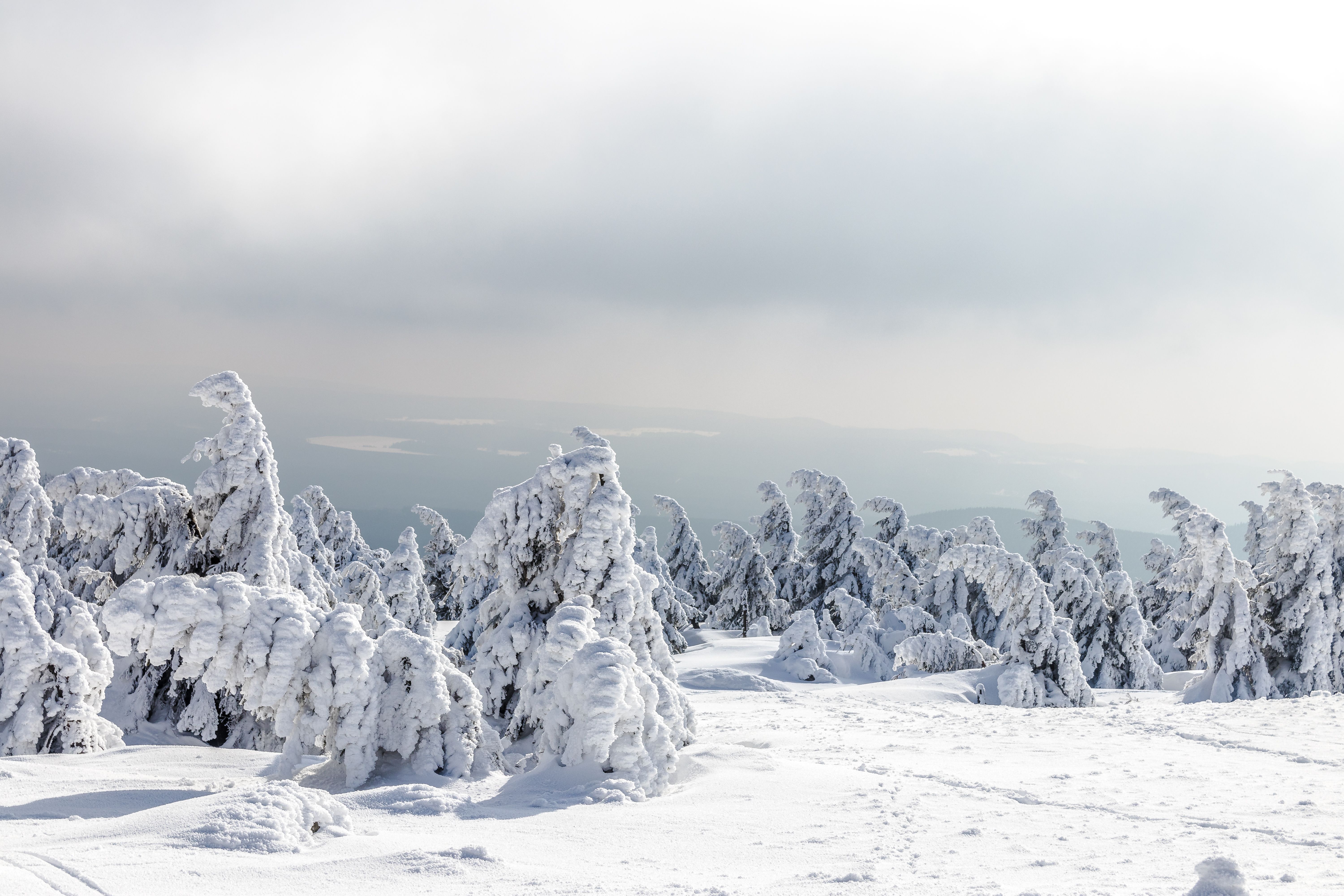 Snow-Covered Forest in Winter Landscape · Free Stock Photo