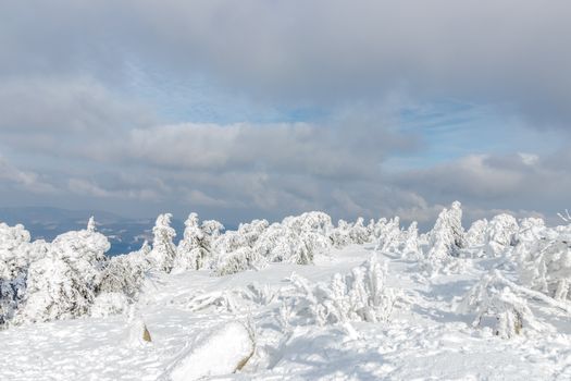 Scenic view of snow-covered trees in a serene winter landscape under a cloudy sky.