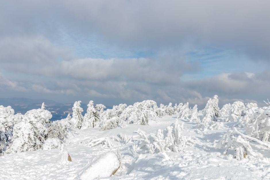 Scenic view of snow-covered trees in a serene winter landscape under a cloudy sky.