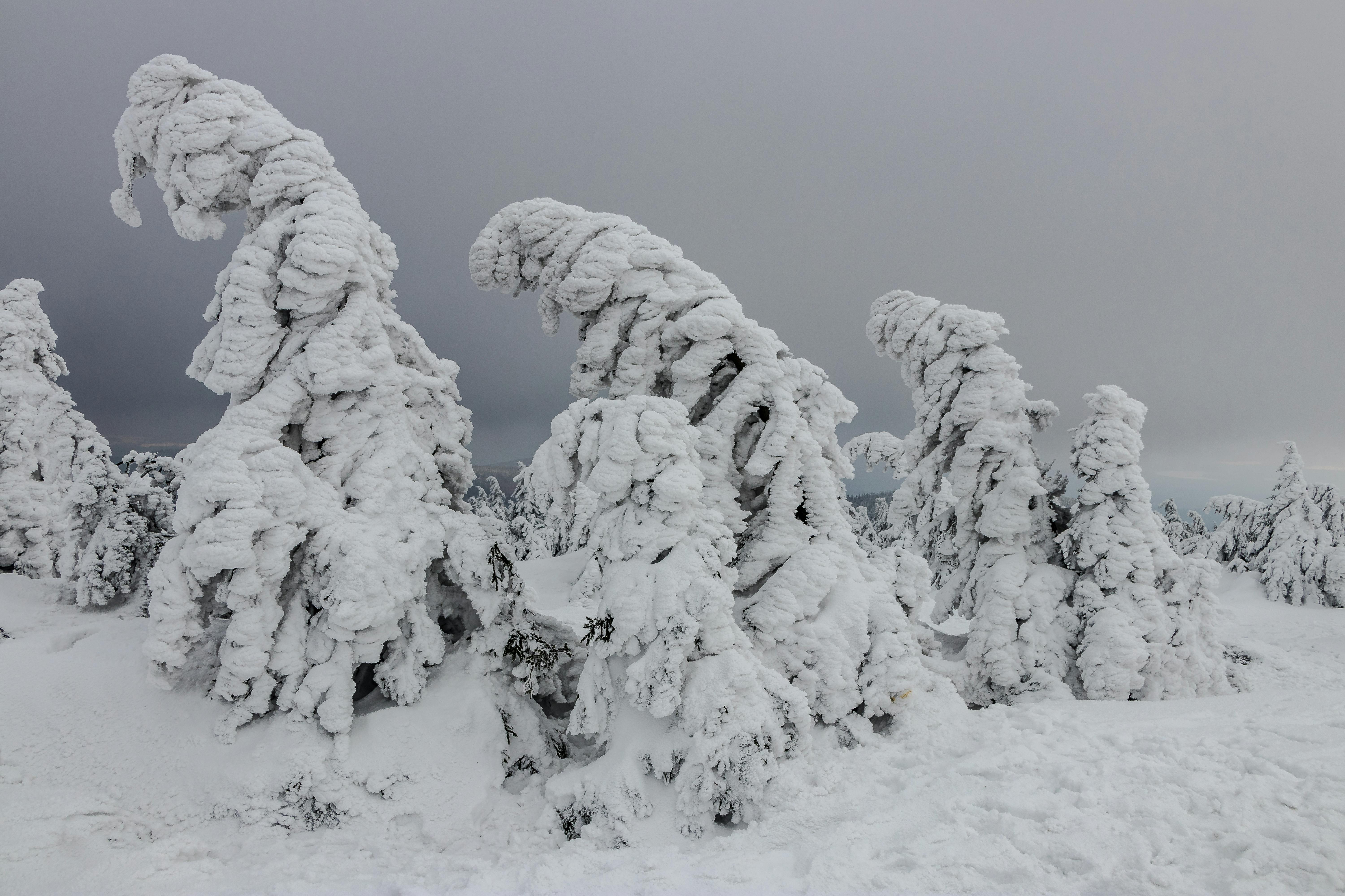 Δωρεάν Μεγαλοπρεπή δέντρα καλυμμένα με πυκνό χιόνι δημιουργούν μια χειμερινή χώρα των θαυμάτων. Φωτογραφία από στοκ φωτογραφιών