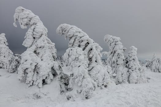 Majestic trees coated in heavy snow create a winter wonderland.
