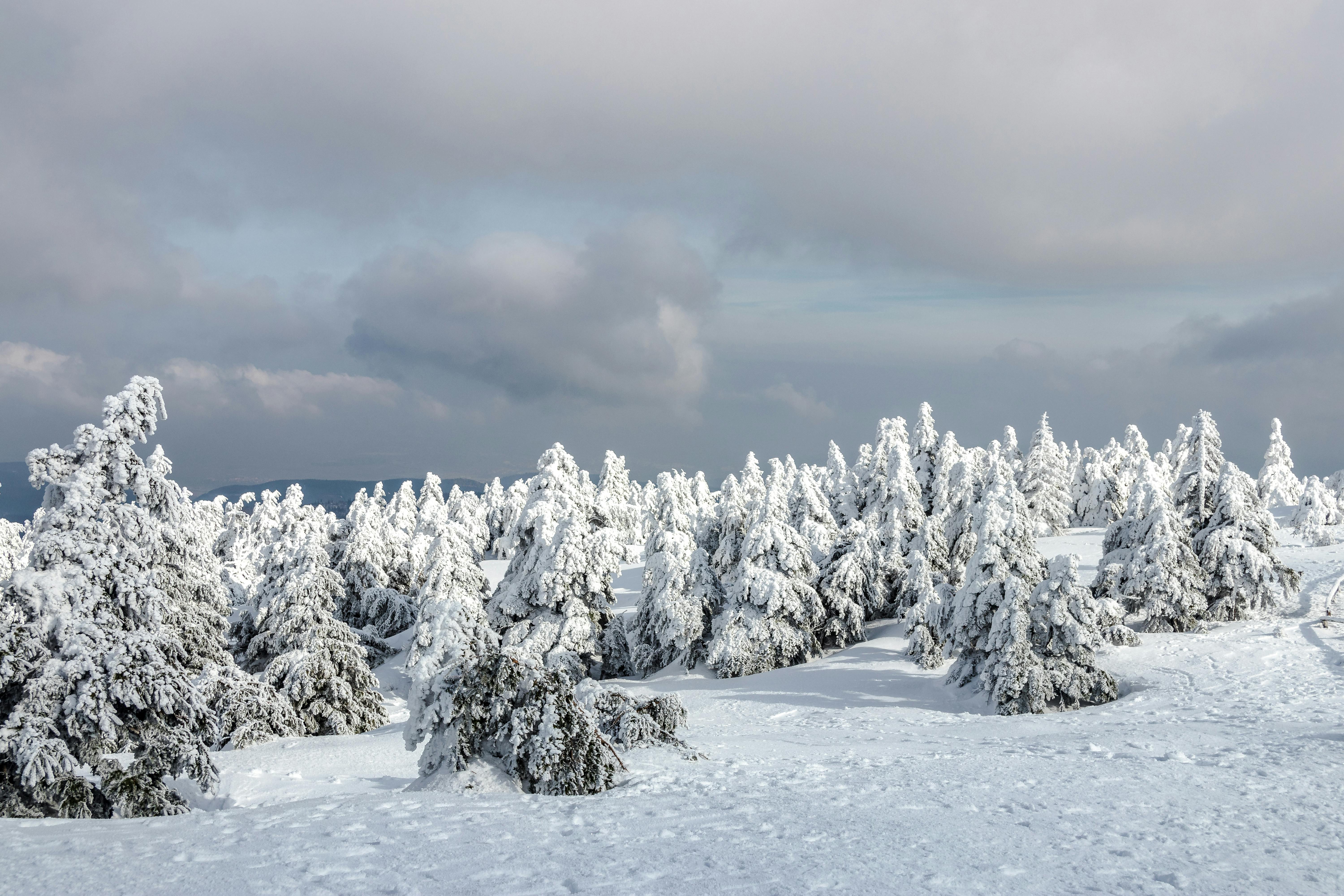 A tranquil winter landscape showing a forest blanketed with snow under a cloudy sky.