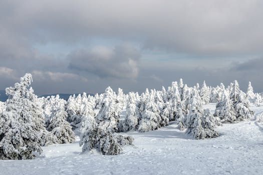 A tranquil winter landscape showing a forest blanketed with snow under a cloudy sky.