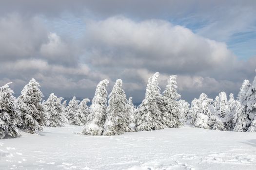 A serene winter landscape featuring snow-covered trees under a cloudy sky.