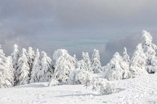 Snow-laden trees create a serene winter landscape, evoking tranquility and natural beauty.