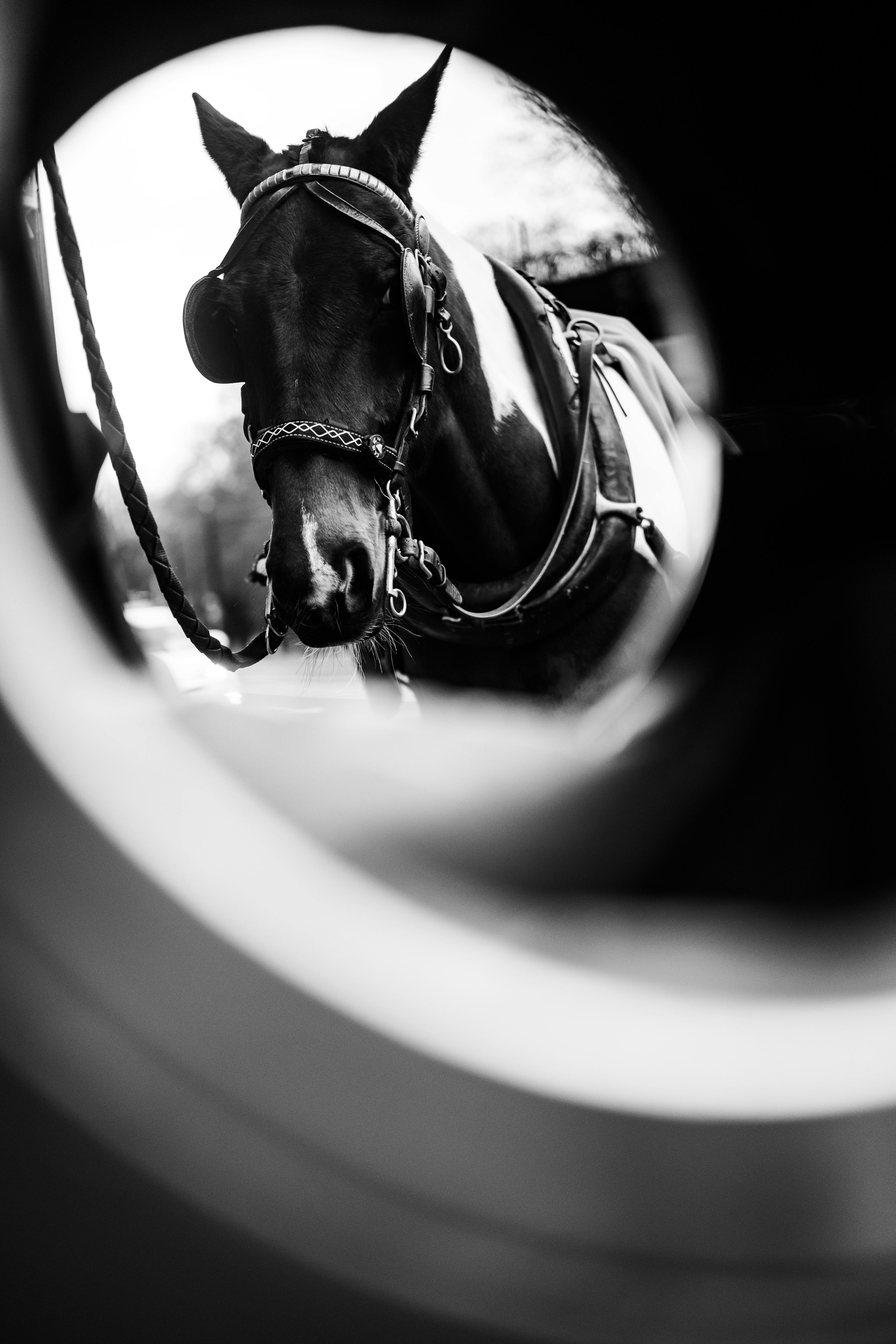 Free stock photo of animal portrait, black and white, bokeh Stock Photo