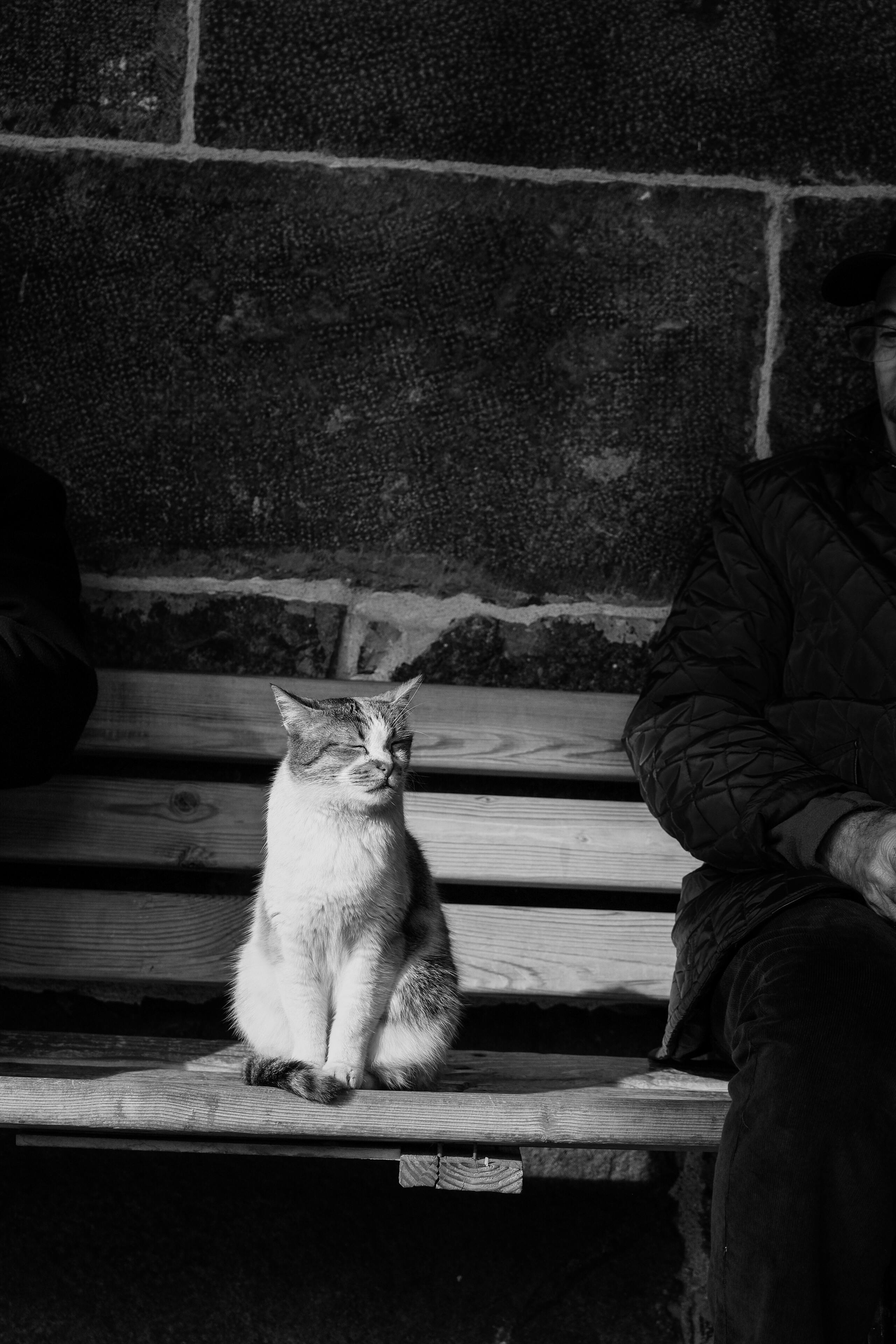Δωρεάν στοκ φωτογραφιών με bicolor cat, diyarbakır, street cat Φωτογραφία από στοκ φωτογραφιών