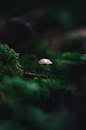 Enchanting Forest Scene with Lone Mushroom