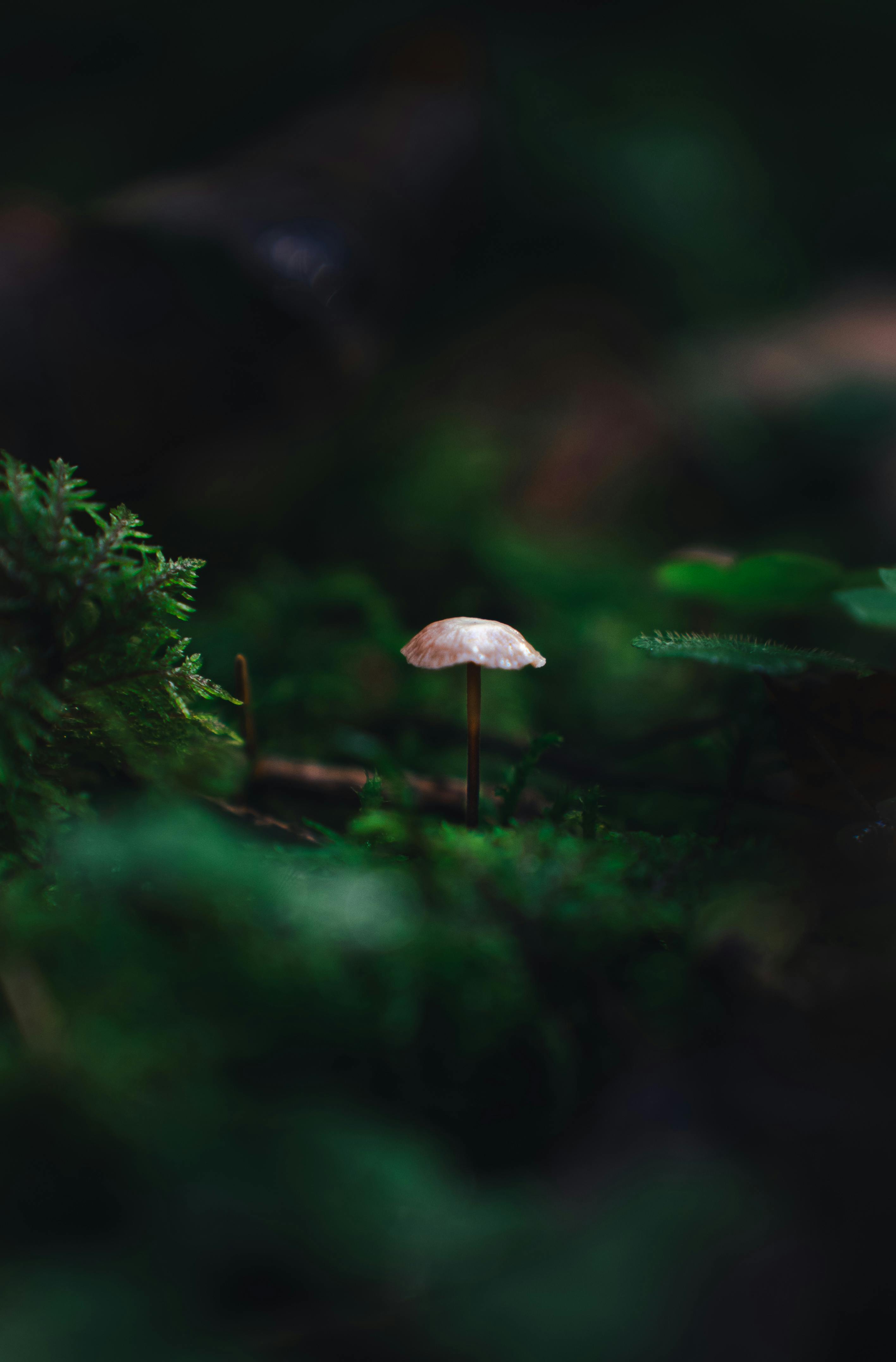 Free Serene image of a single mushroom surrounded by lush greenery in a forest. Stock Photo