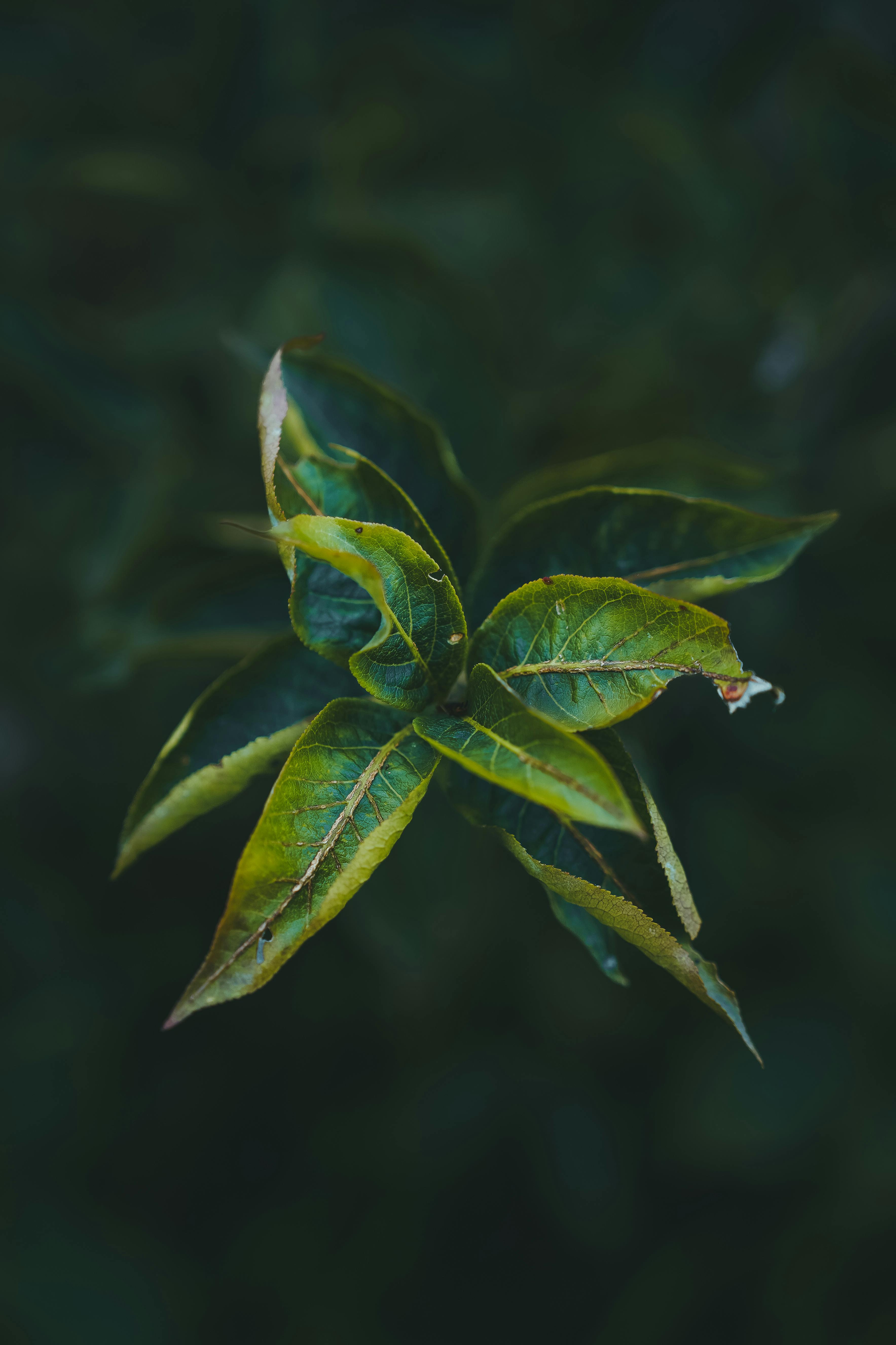 Free Detailed close-up of vibrant green leaves in focus against a muted dark background. Stock Photo