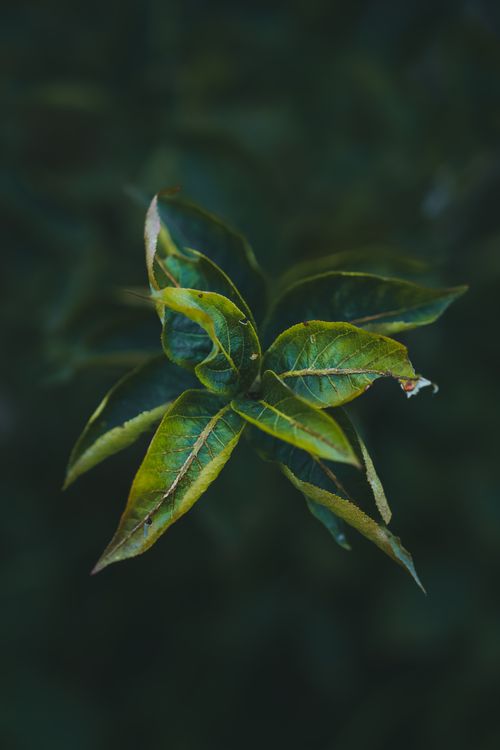 Free Detailed close-up of vibrant green leaves in focus against a muted dark background. Stock Photo