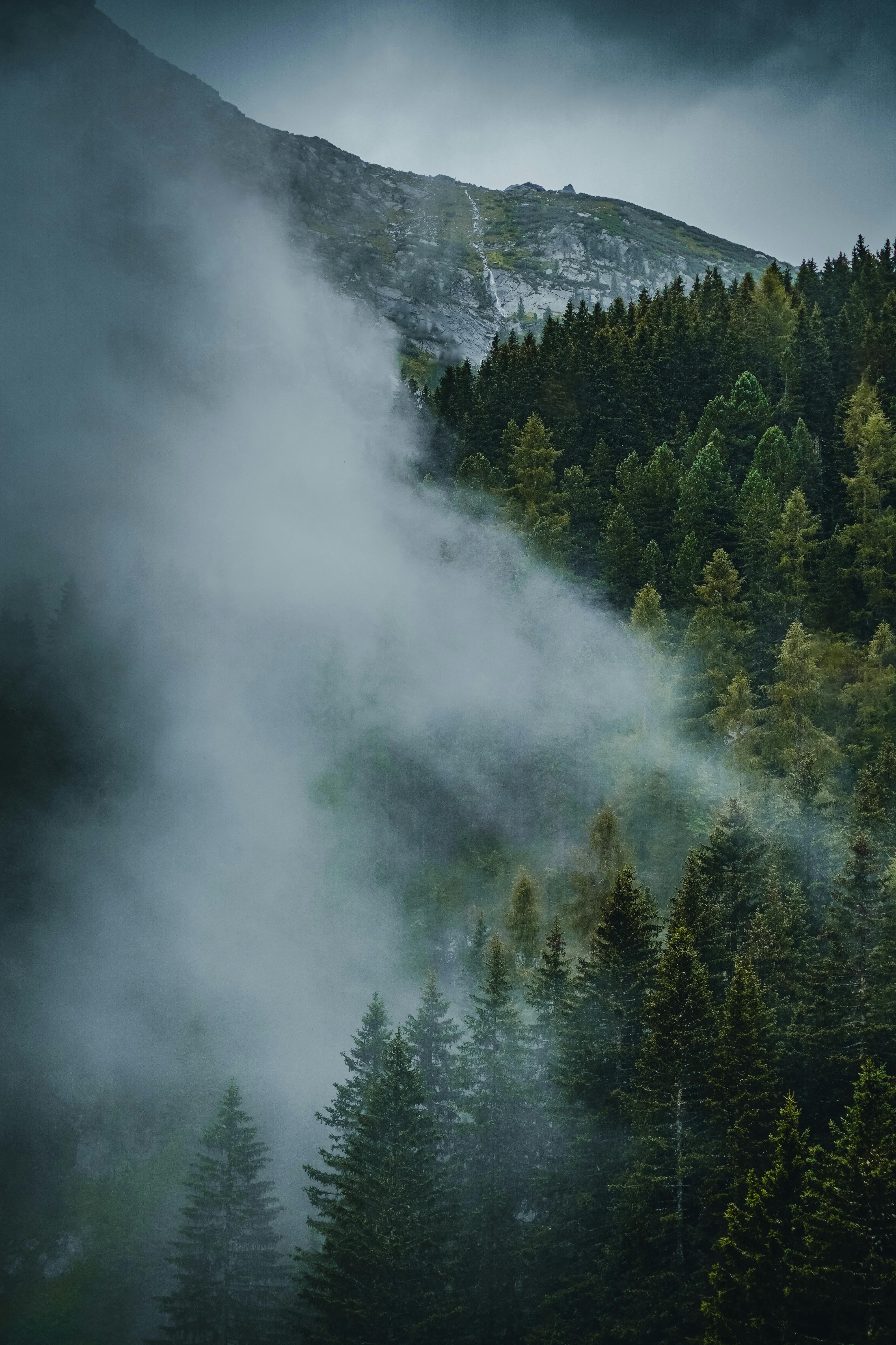 Moody landscape of a misty pine forest with a mountain in the background, conveying a serene and mysterious atmosphere.