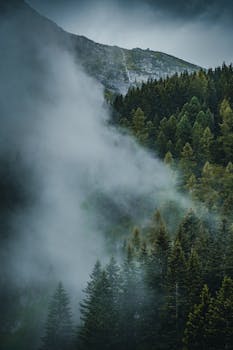 Moody landscape of a misty pine forest with a mountain in the background, conveying a serene and mysterious atmosphere.