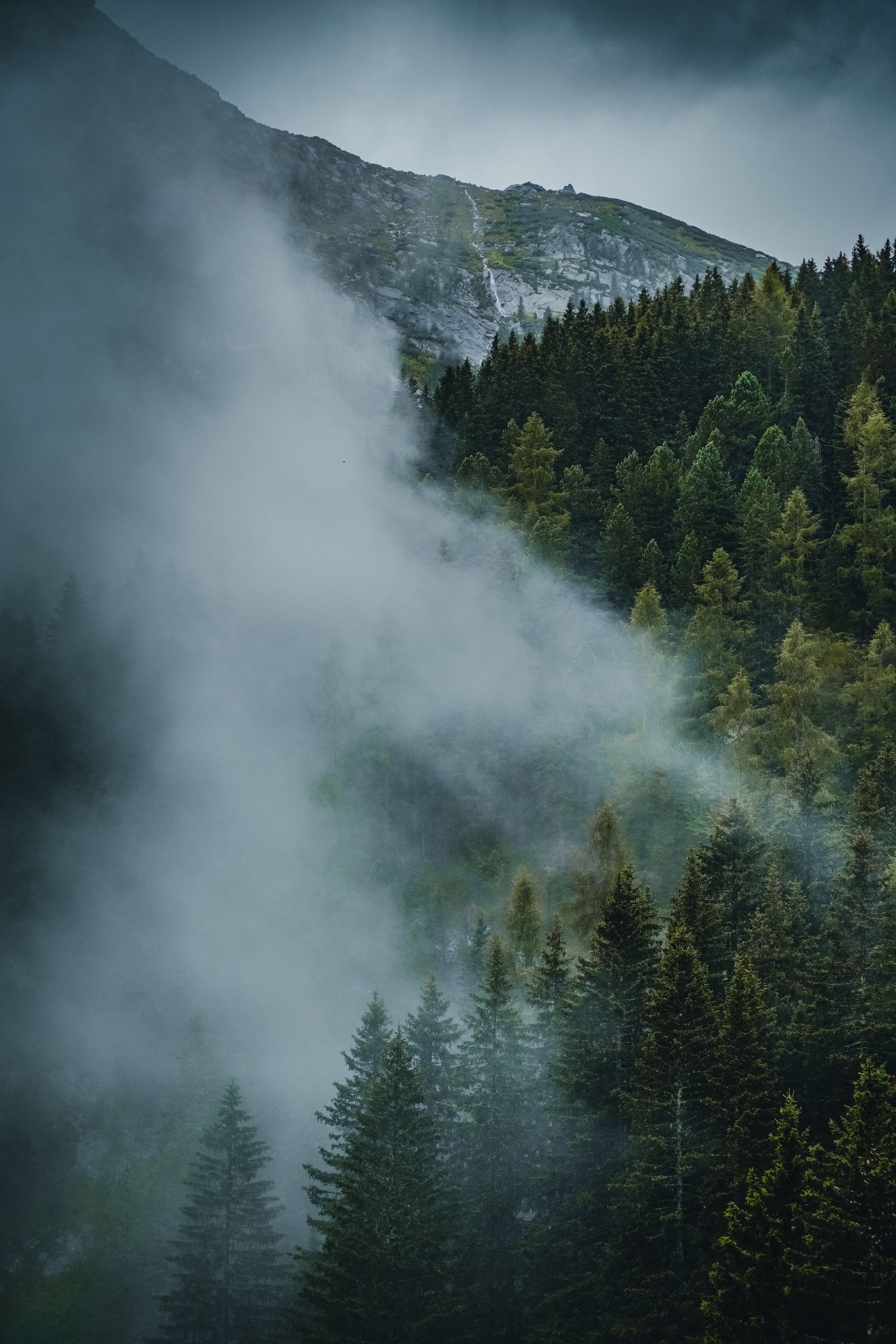 Misty Pine Forest with Mountain Backdrop · Free Stock Photo
