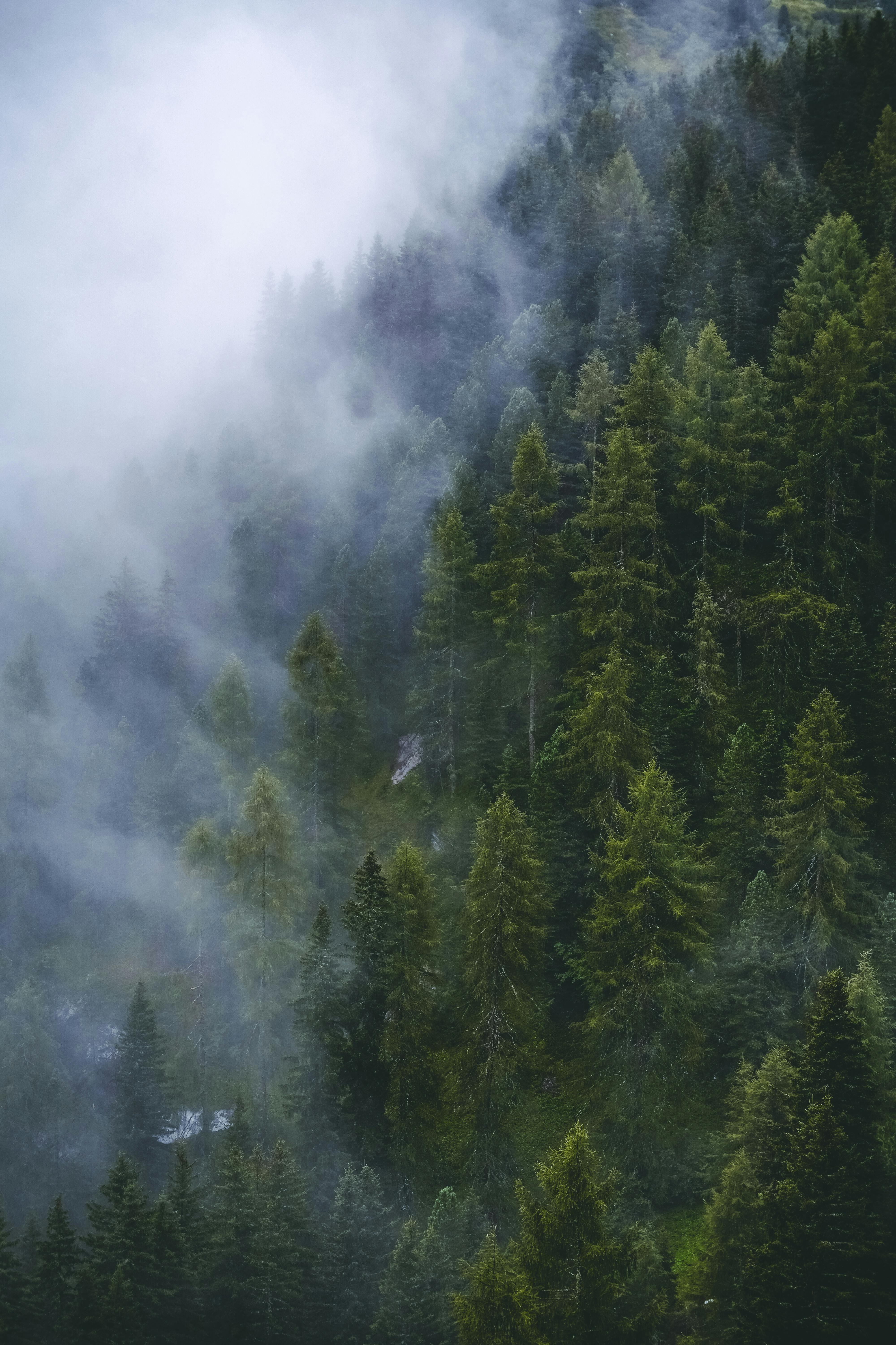 A tranquil scene of a mist-covered pine forest on a mountain slope, evoking a sense of calm and natural beauty.