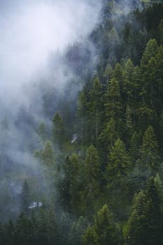 A tranquil scene of a mist-covered pine forest on a mountain slope, evoking a sense of calm and natural beauty.