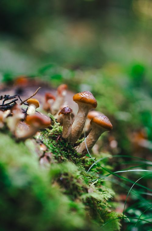 Free Close-up of mushrooms emerging from moss in a lush forest environment. Stock Photo