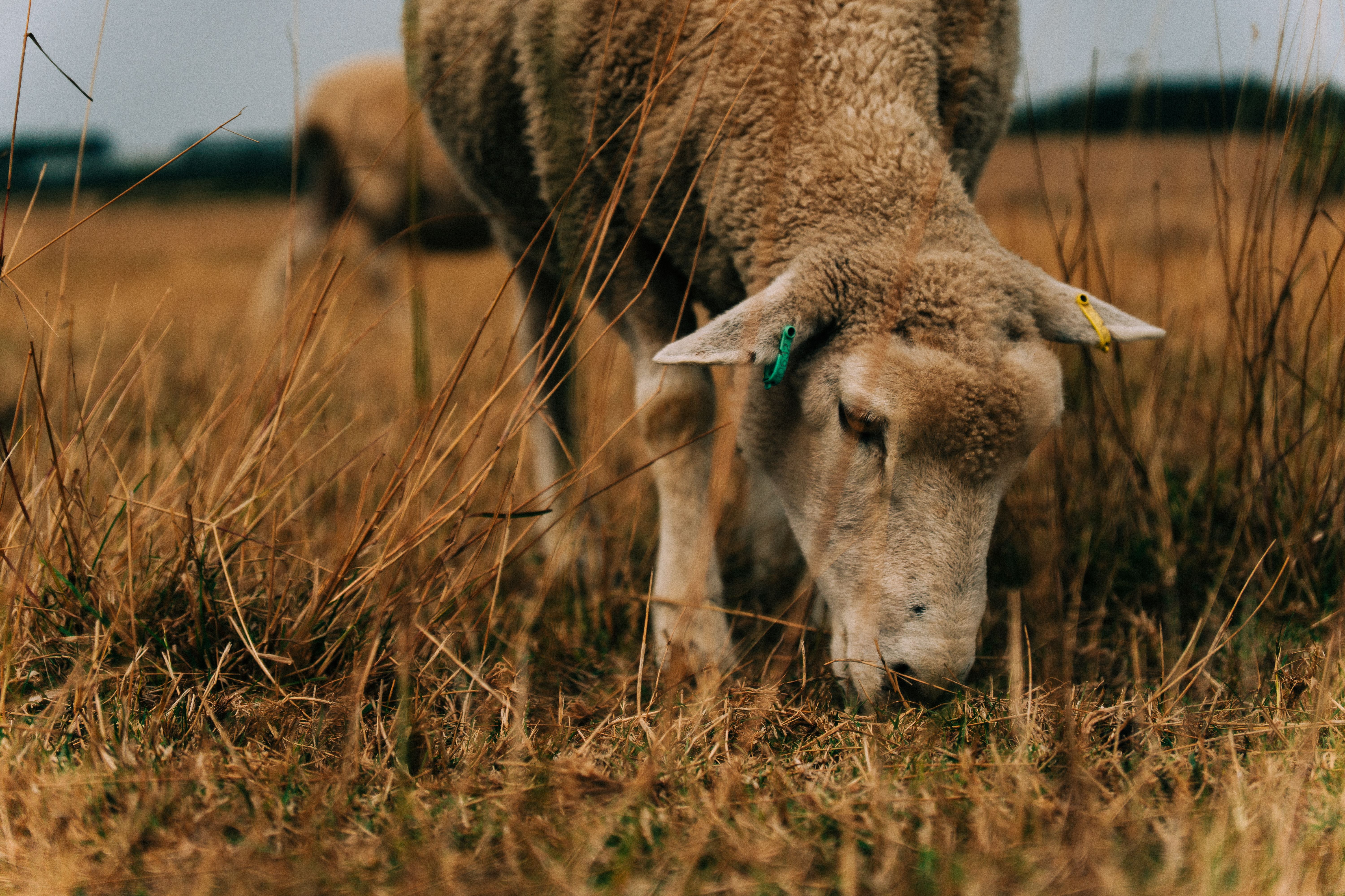 Grazing Sheep in a Rural United Kingdom Field · Free Stock Photo