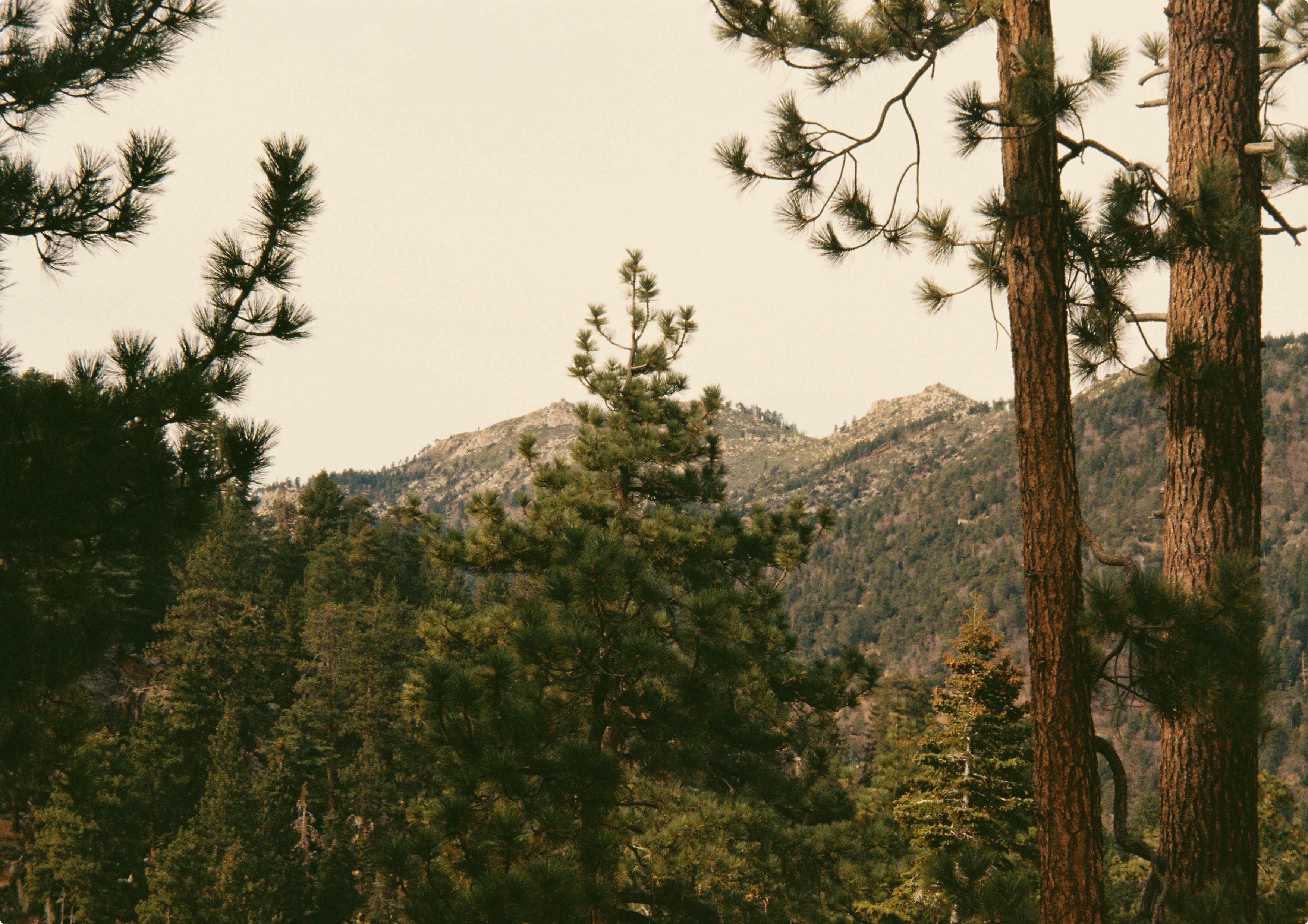 Kostnadsfria Höga tallar med berg i bakgrunden i Big Bear Lake, Kalifornien, USA. Stock foto