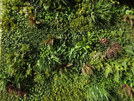 A vibrant vertical garden wall showcasing diverse greenery in Berlin.