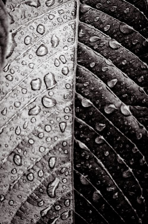 Free Detailed black and white close-up of a leaf with water droplets, showcasing texture and contrast. Stock Photo
