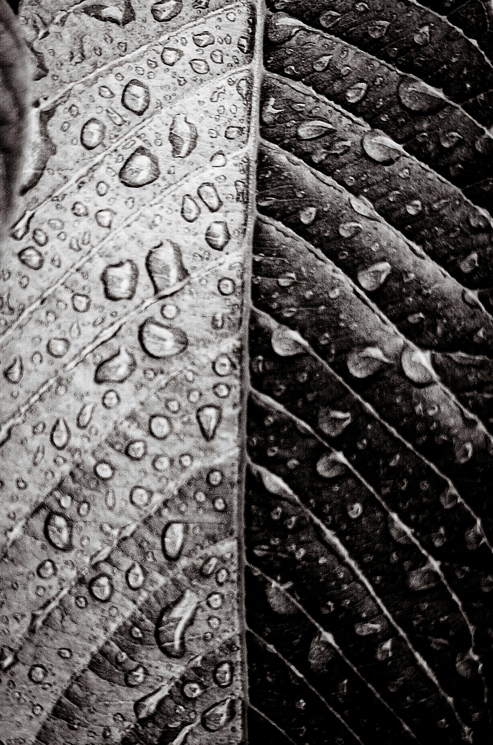 gratis Gedetailleerde zwart-wit close-up van een blad met waterdruppels, waarin textuur en contrast goed tot hun recht komen. Stockfoto