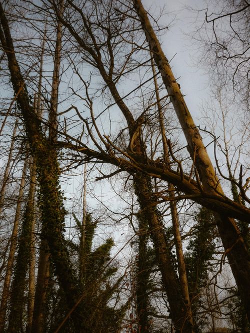 Free View of tall, bare trees in winter with climbing ivy in a dense forest. Stock Photo