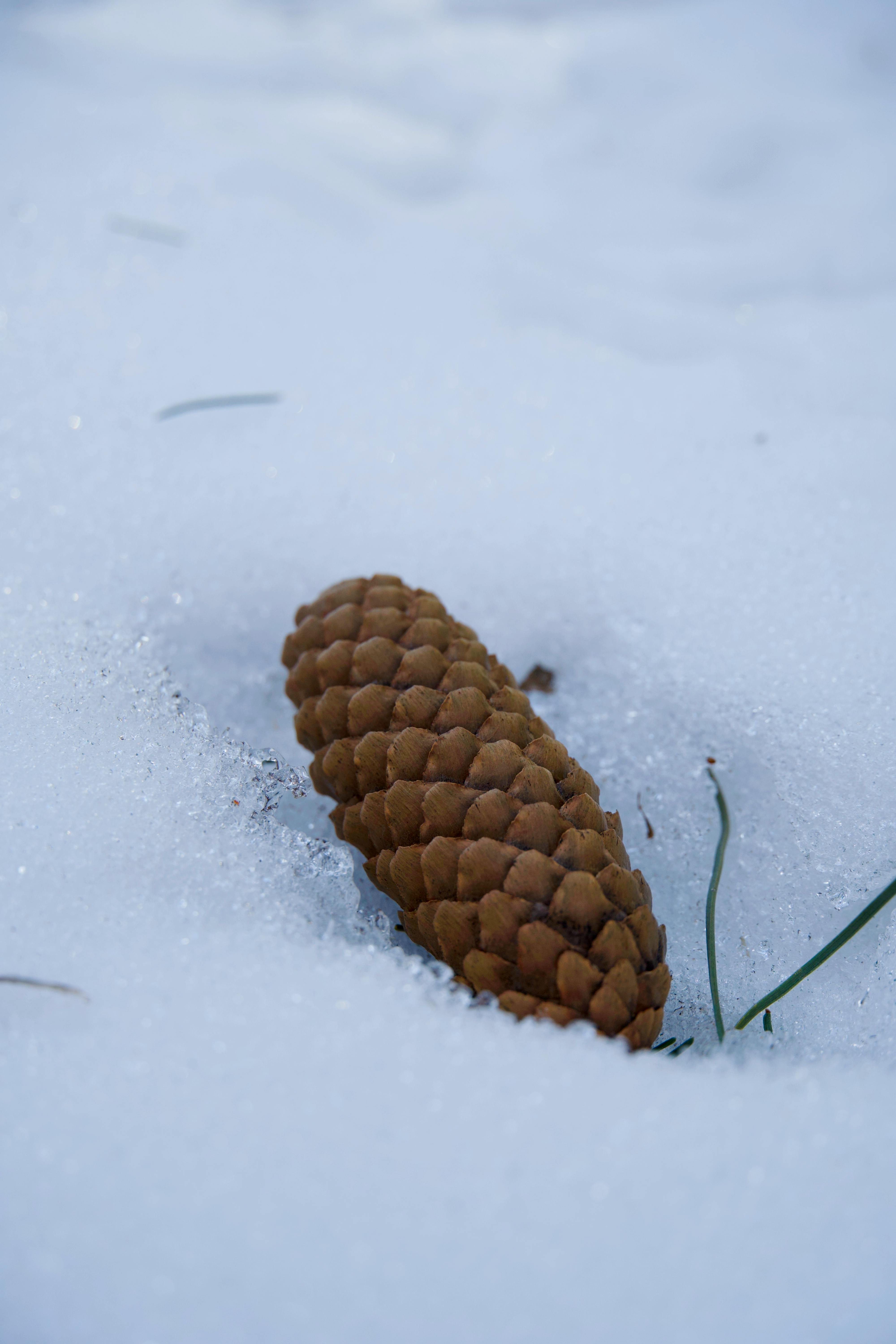 Gratis stockfoto met @buitenshuis, arctisch, begroeiing Stockfoto