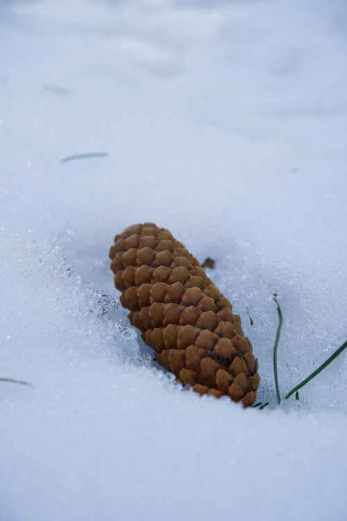Free Close-up of a pine cone resting on fresh snow, representing winter serenity. Stock Photo