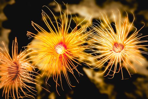 Free Close-up of vibrant orange flowers against a dark background, showcasing intricate petal details. Stock Photo