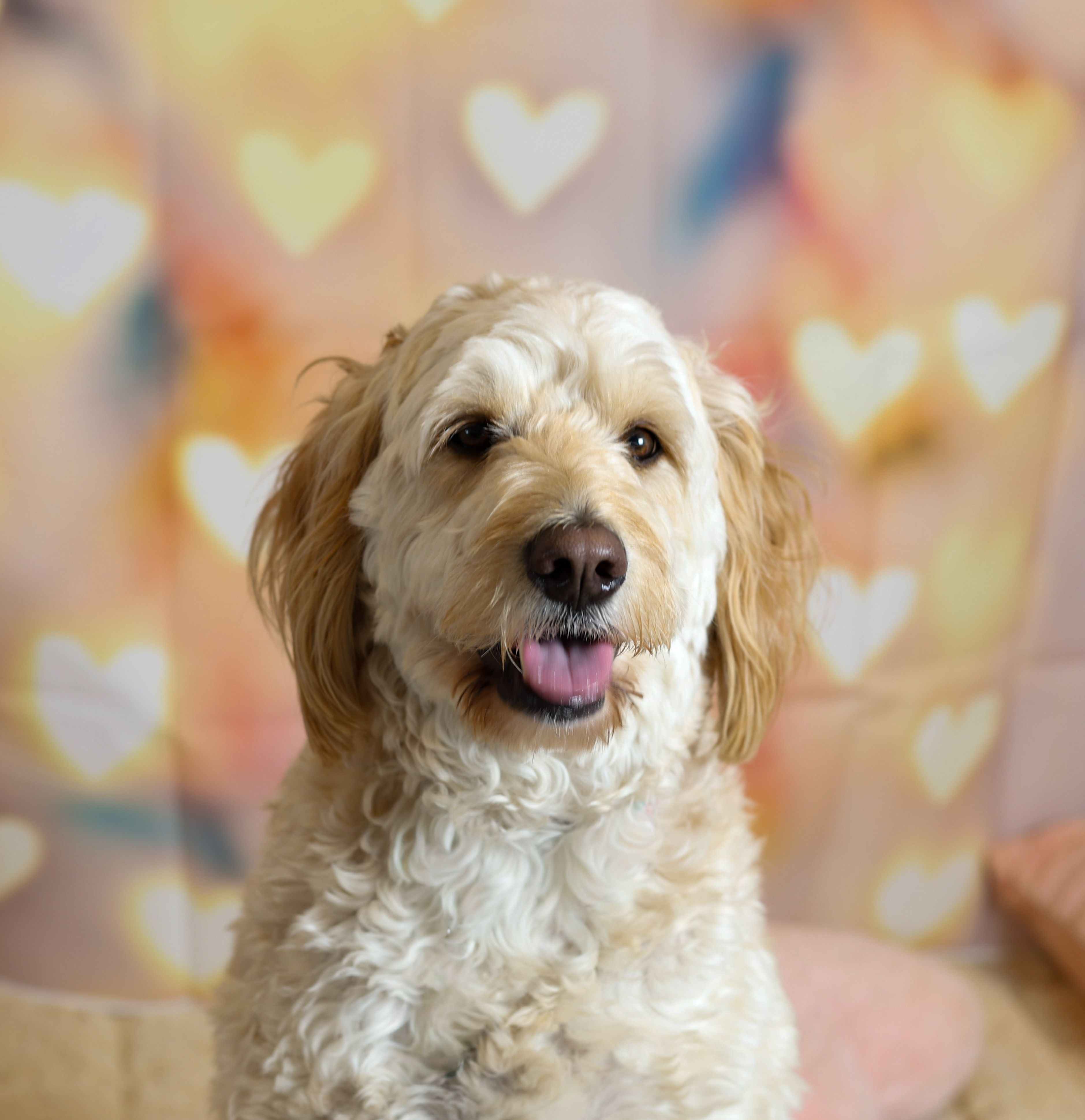 Adorable Labradoodle dog posing in front of a heart-themed bokeh background, showcasing its fluffy fur.