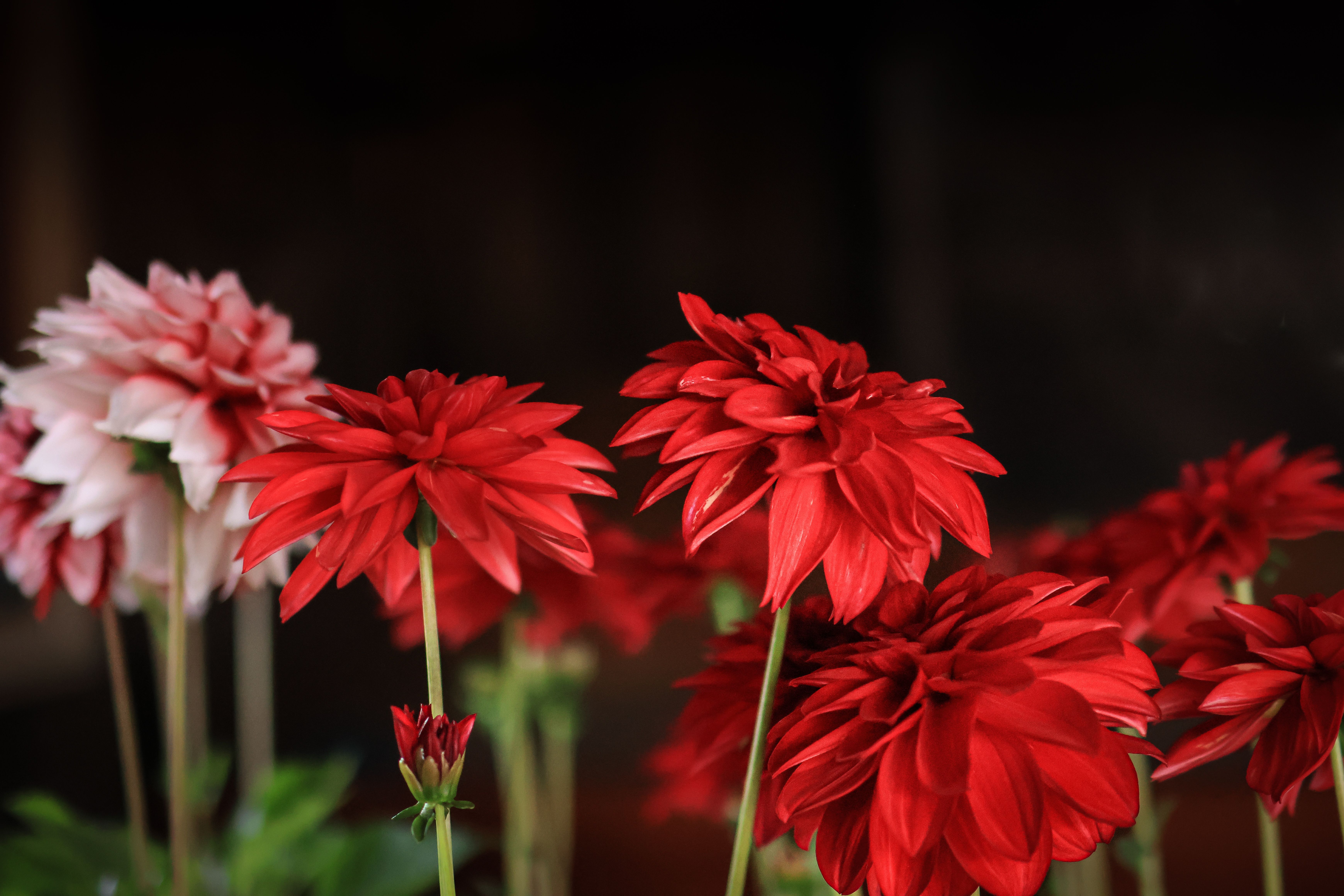 A lush arrangement of dahlias in deep burgundy and orange tones