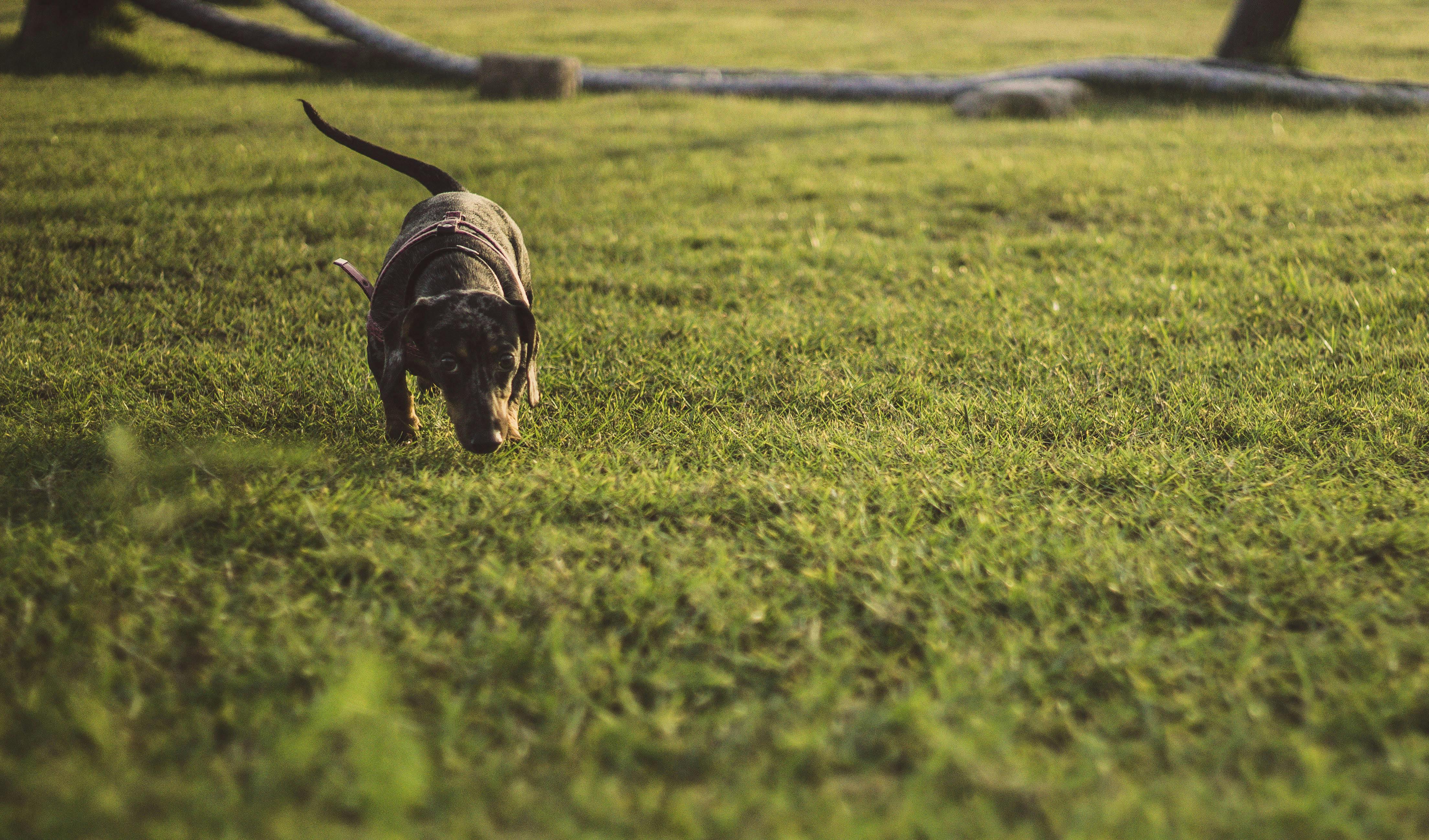 Kostenloses Foto zum Thema auge, hund, hunde