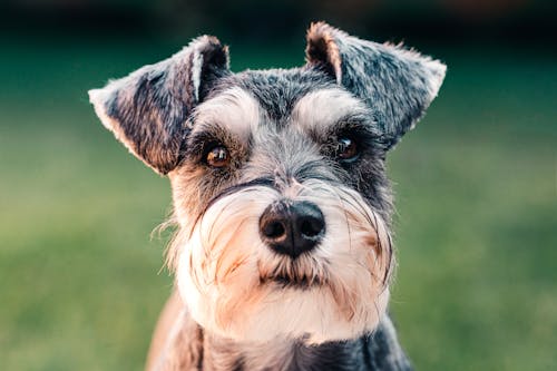 Cachorro Pequeno E Preto E Branco Com Pelo Longo