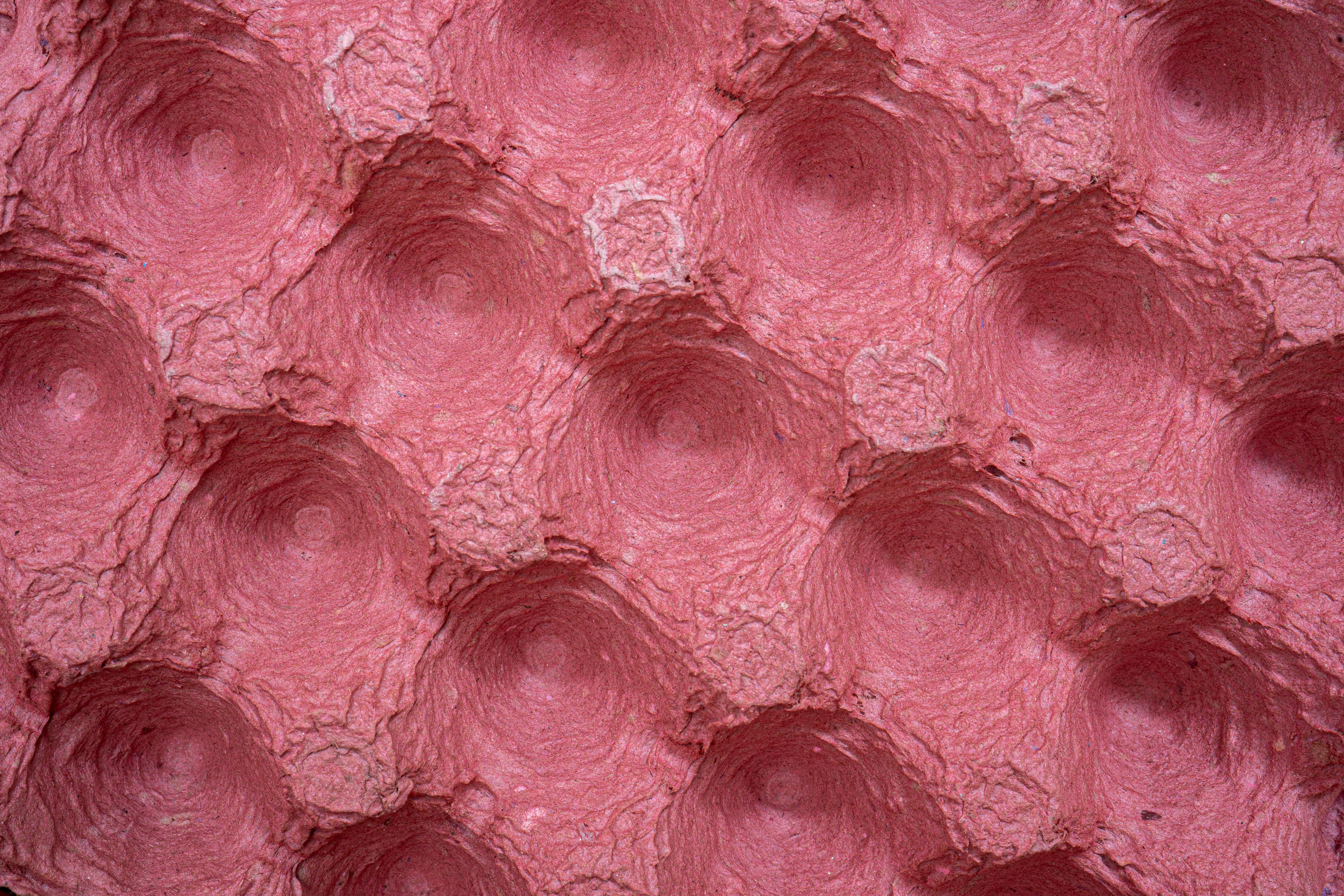 Free stock photo of macro Stock Photo