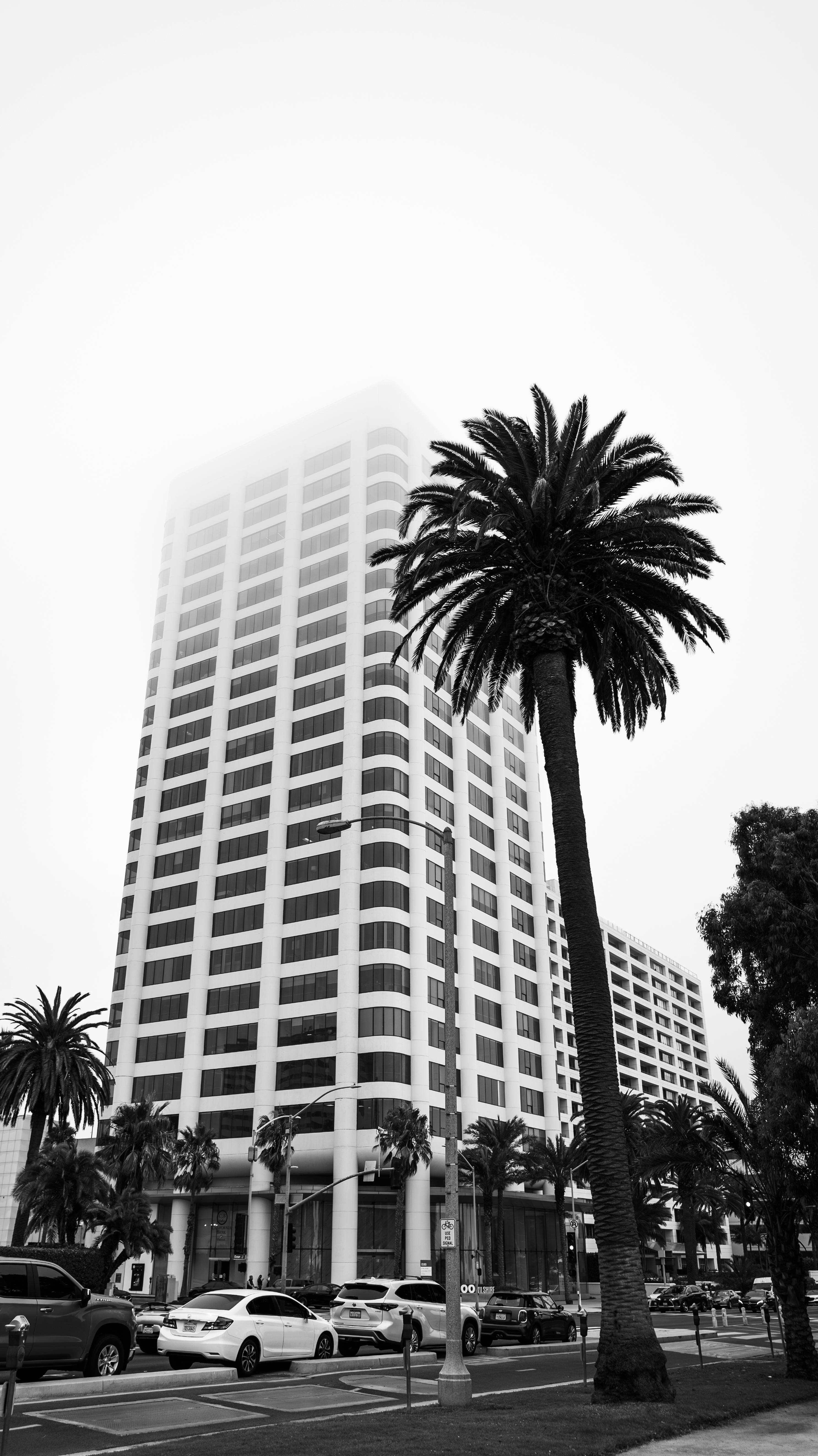 A striking black and white photograph of a skyscraper in Santa Monica with palm trees in the foreground.