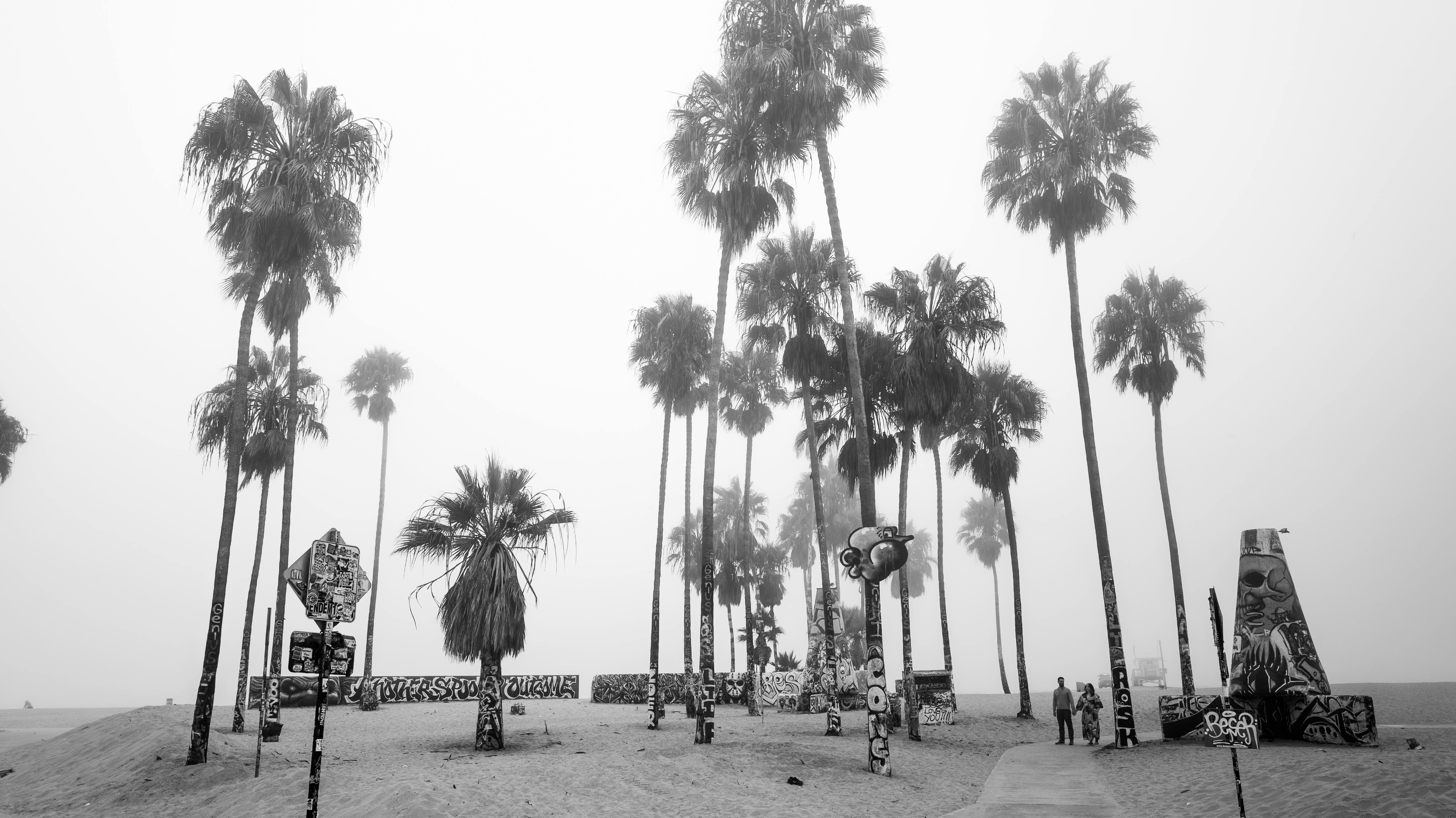 Free Misty morning view of palm trees and graffiti art at Venice Beach, capturing the unique California vibe. Stock Photo