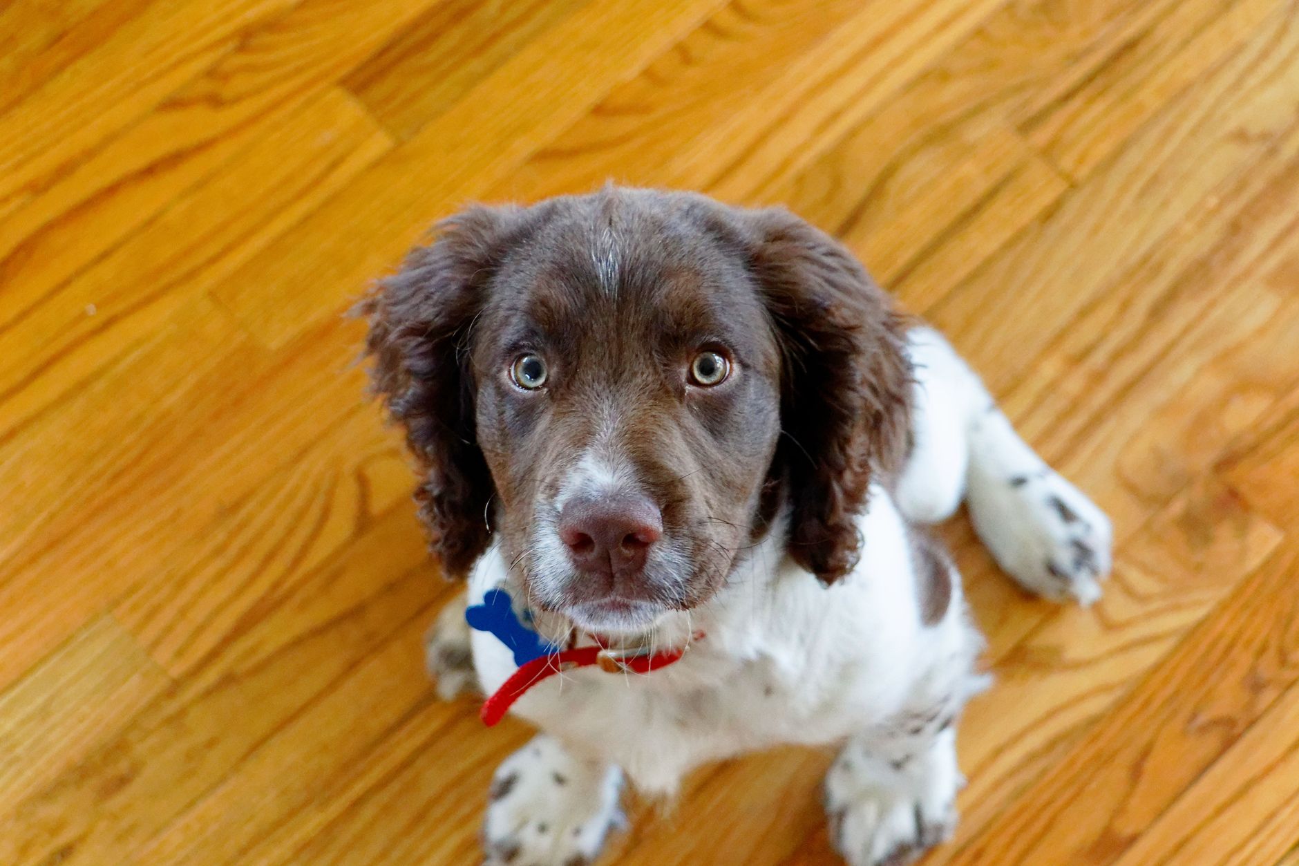 dog collar resting on wooden floor in quiet home