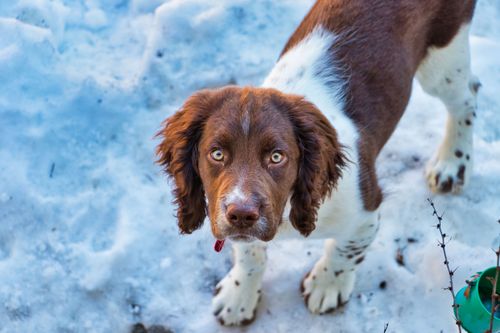 Free A curious Springer Spaniel puppy stands on a snowy ground, gazing up. Stock Photo