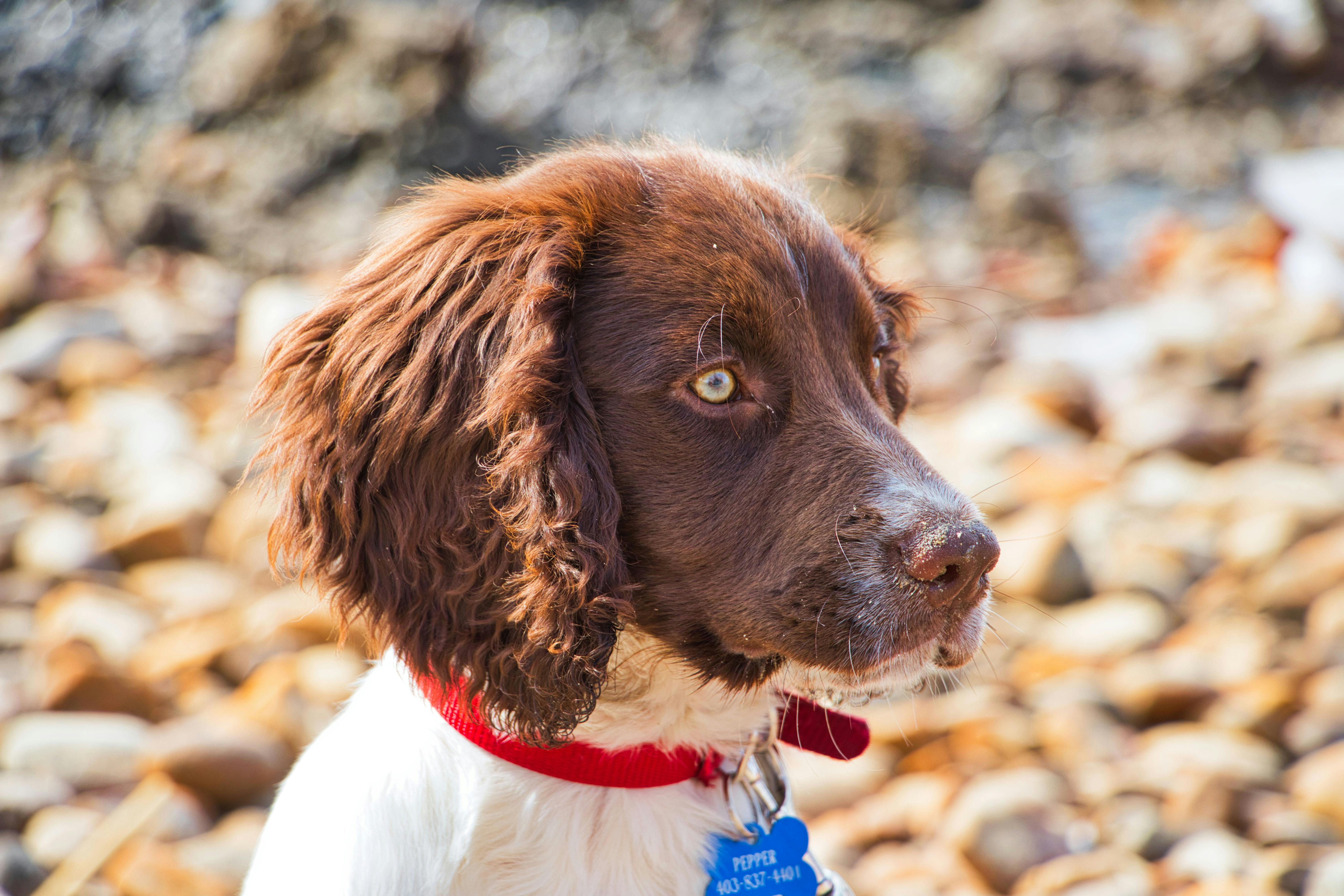 pet technology contact — Photo by Timm Stein on Pexels