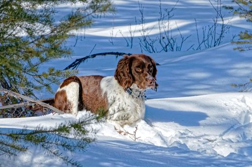 Free Brown and white Springer Spaniel enjoying a sunny winter day in the snow at Radium Hot Springs. Stock Photo