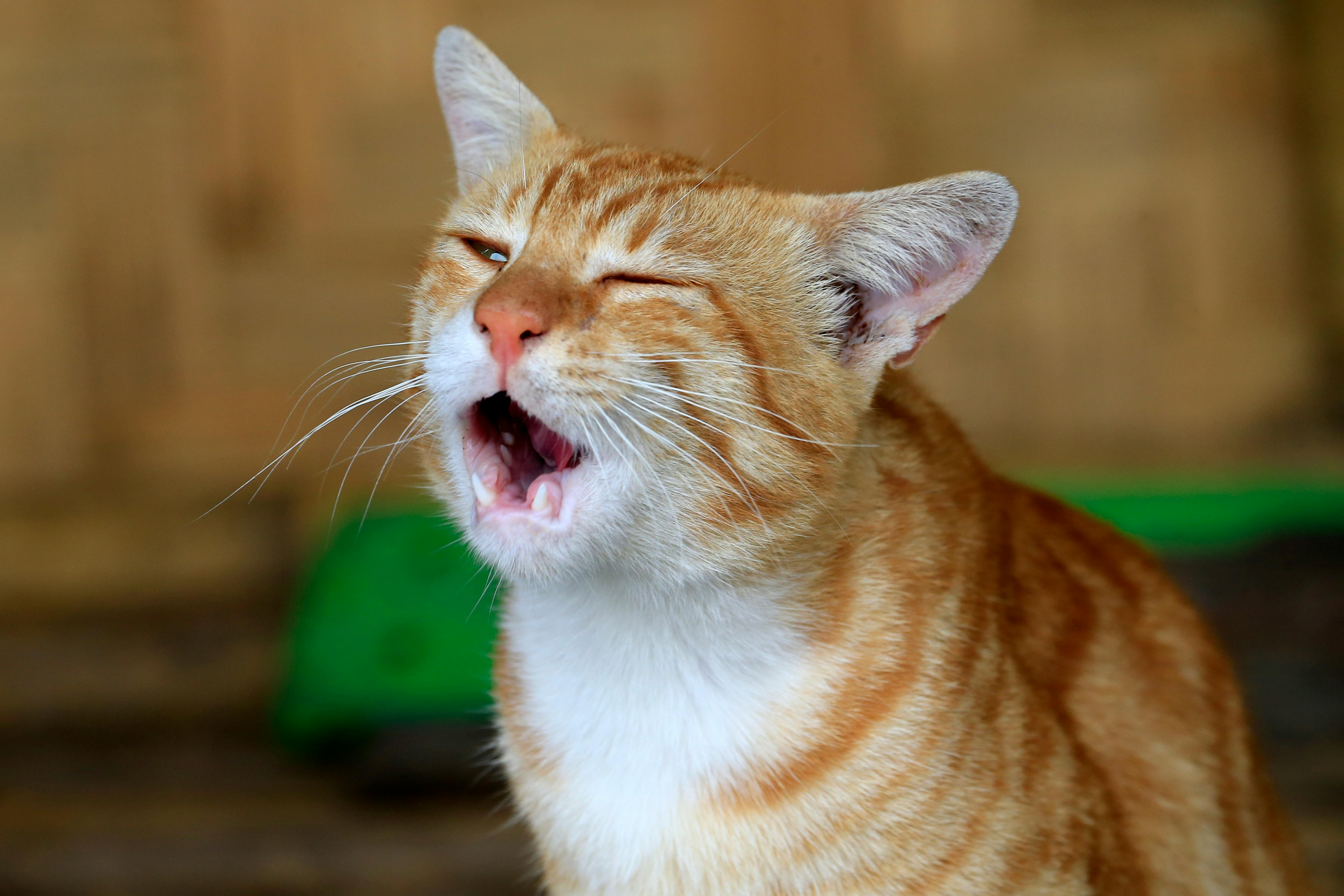 gratis Close-up van een geeuwende rosse kat met een zacht, wazig beeld op de achtergrond. Perfect voor dierenliefhebbers. Stockfoto