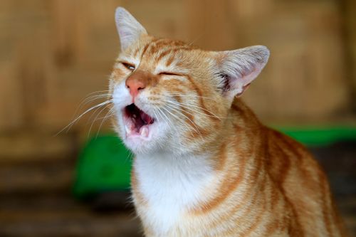 Free Close-up of a ginger cat yawning with a soft blurred background. Perfect for pet lovers. Stock Photo