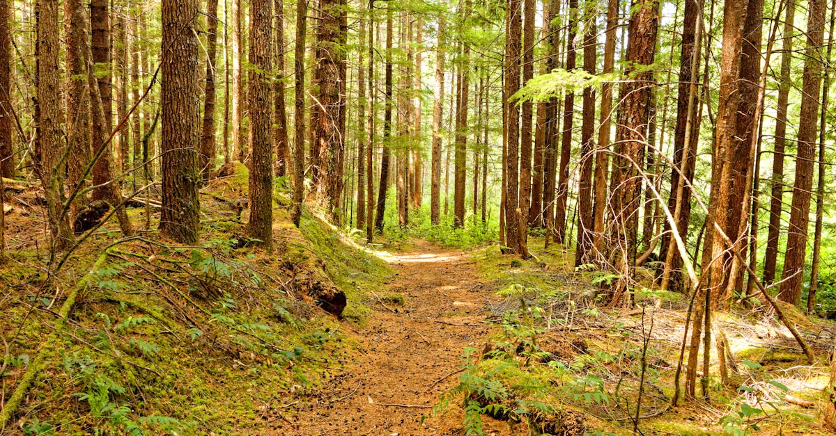 Qu'est-ce que le greenwashing dans le tourisme ?