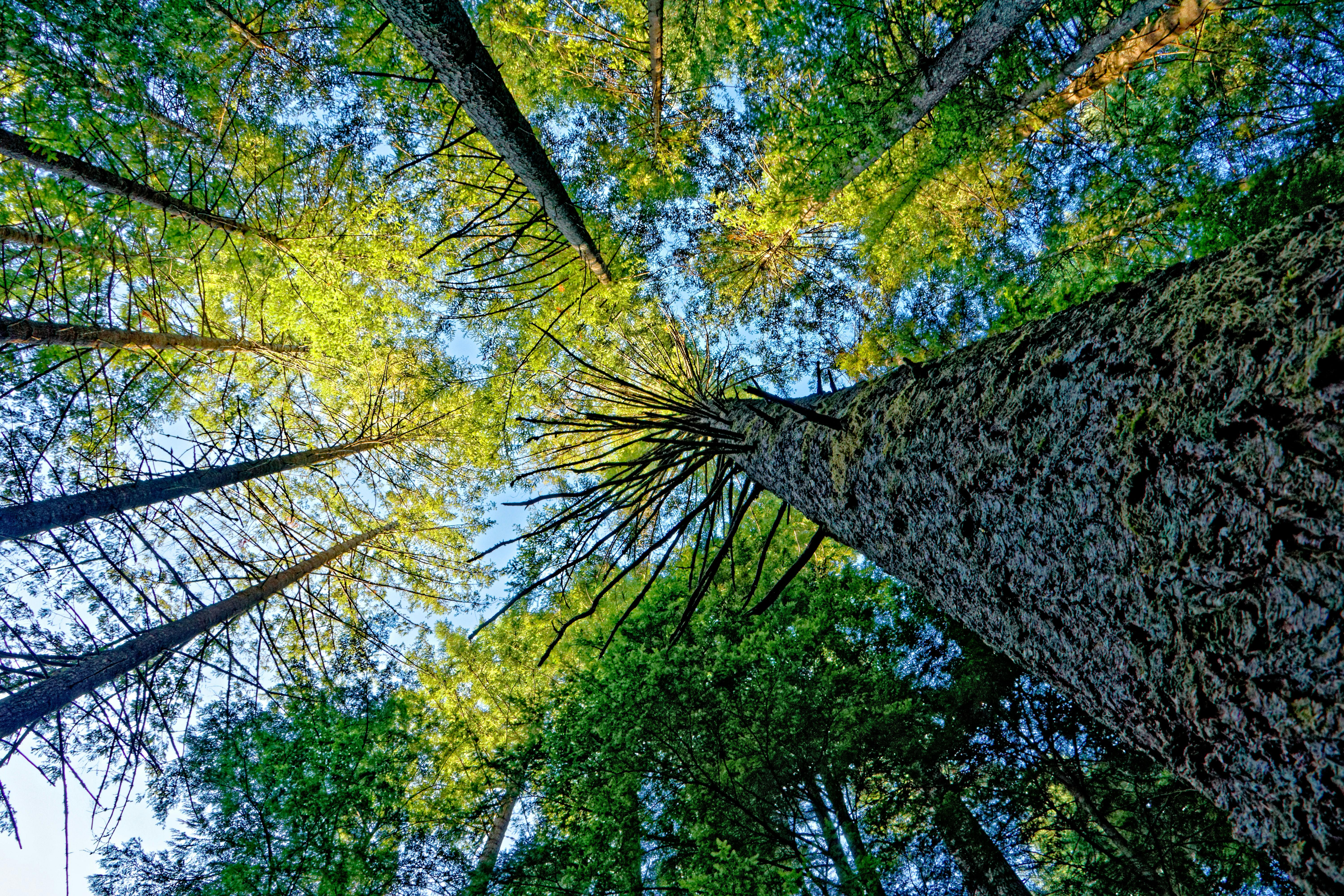 Δωρεάν Ανοδική άποψη των ψηλών δέντρων σε ένα καταπράσινο δάσος, Βρετανική Κολομβία, Καναδάς. Φωτογραφία από στοκ φωτογραφιών