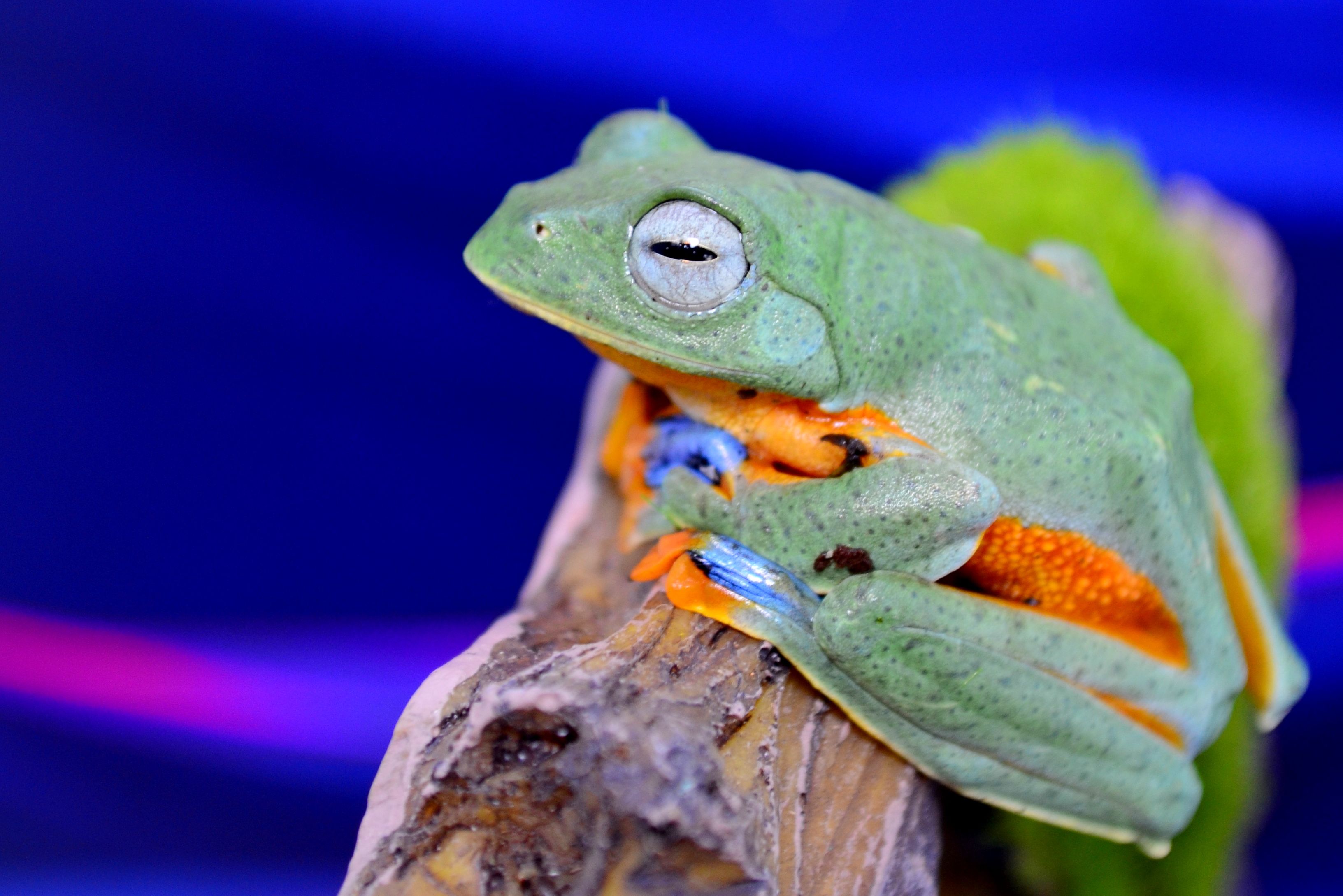 Close-up of a Colorful Green Tree Frog on Branch · Free Stock Photo