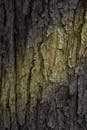 Close-up of Tree Bark Texture in Nature