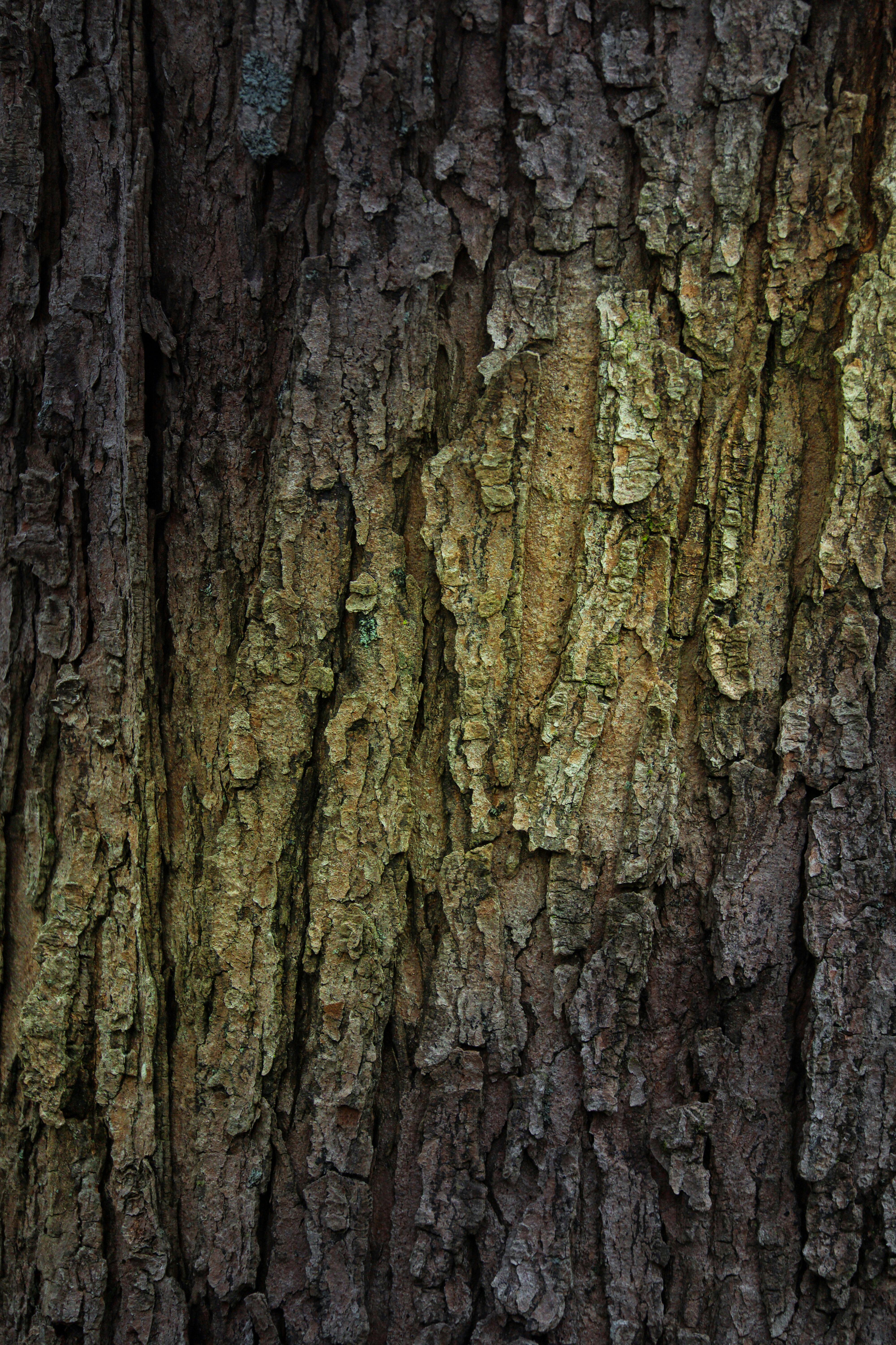 Gratuit Prim-plan detaliat al scoarței de copac care prezintă textura naturală, perfect pentru fundaluri. Fotografie de stoc